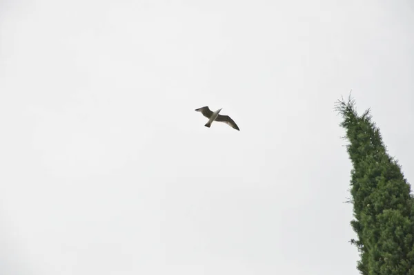 美しさと自由の精神的な高さ 空高く舞い上がるカモメ 曇った背景に海のカモメ 海鳥が高く飛んでいる 飛行中のカモメ 空飛ぶ灰色のカモメ — ストック写真