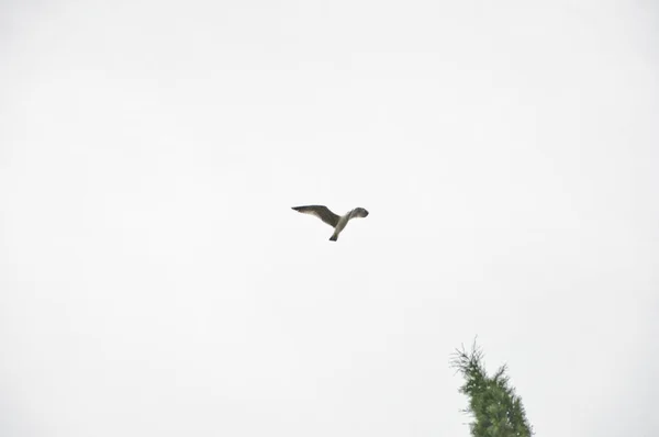地球と空を自由に歩き回ることができます 曇った背景に海のカモメ 海鳥が高く飛んでいる 飛行中のカモメ 灰色のカモメを飛んでいる 空に舞い上がるカモメ — ストック写真