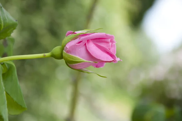 Tender Beautiful Rosy Rose Bud Flowering Shrub Summer Rose Flower — Stock Photo, Image