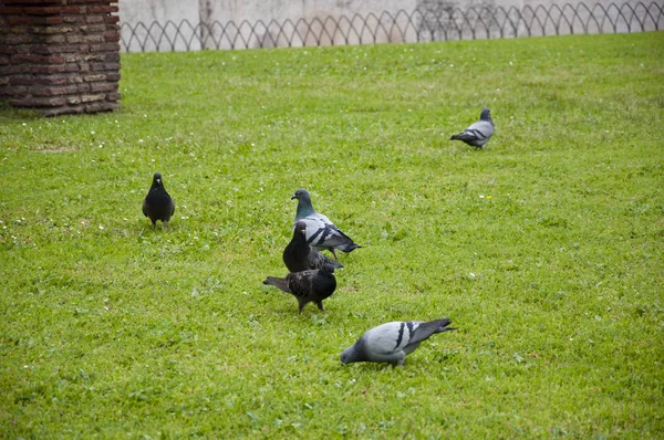 友達と私たちの羽 緑の芝生の上の灰色のハト 夏の芝生の上の鳩鳥 ドバトの群れ 石ハト 鳩鳥は平和の象徴 — ストック写真