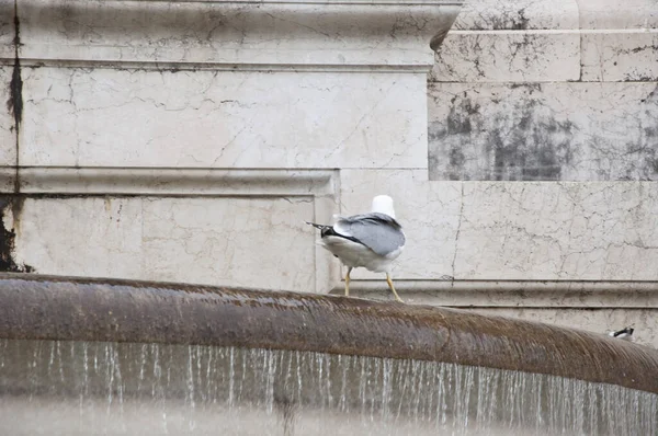 Stein Und Wasser Möwenvögel Monumentalen Brunnen Möwen Und Wasser Ergießen — Stockfoto