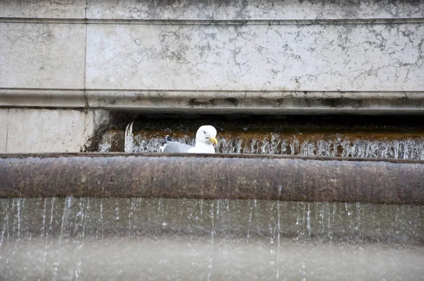 Wilde Natur Und Stein Architektonisches Wasserspiel Möwen Baden Einem Antiken — Stockfoto