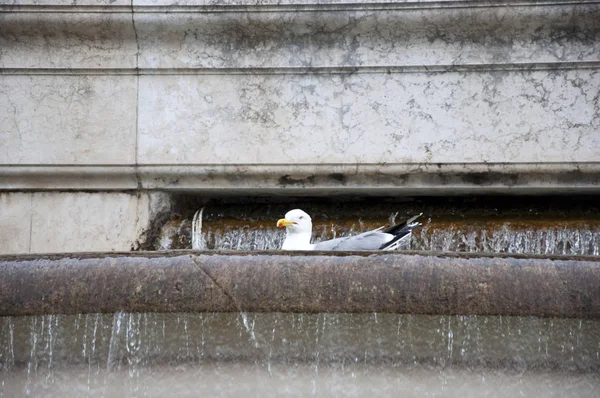 Zierteich Möwen Baden Wasser Das Sich Steinbecken Ergießt Möwe Alten — Stockfoto