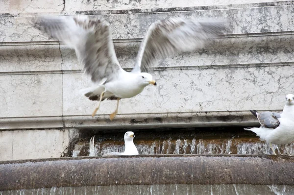 周囲との統合 建築上の水機能 記念碑的な噴水でカモメの鳥 カモメや水の石盆地に噴出 古代の噴水の海のカモメ 建築における水の利用 — ストック写真