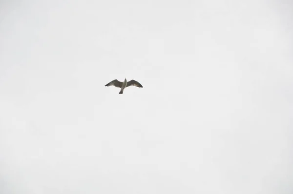 自由を感じてる 海鳥が高く飛んでいる 空高く舞い上がるカモメ 曇った背景に海のカモメ 飛行中のカモメ 空飛ぶ灰色のカモメ — ストック写真