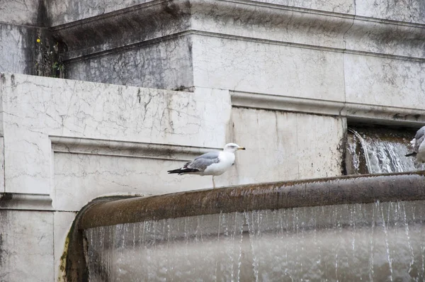 建築に水を使う 古代の噴水の海のカモメ 記念碑的な噴水でカモメの鳥 カモメや水の石盆地に噴出 建築上の水機能 喜びを与える — ストック写真