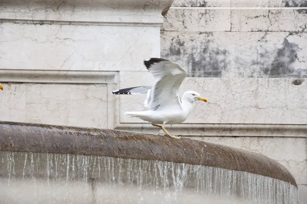 Mit Wasser Der Architektur Möwen Und Wasser Ergießen Sich Steinbecken — Stockfoto