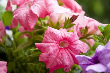Özellikleri bitki bakımı. Açık tomurcuklu çiçek. Petunya. parlak pembe renkli çiçek. Yazın çiçek tarhında. Bahar güzelliği ve tazeliği. Bahçe işleri ve sera konsepti. Çiçekçi. Çiçek açan pembe yapraklar.