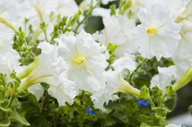 İmkansız bir koku. Yazın çiçek tarhında. Bahar güzelliği ve tazeliği. Bahçe işleri ve sera konsepti. Çiçekçi. Çiçek açan beyaz yapraklar. Açık tomurcuklu çiçek. Petunya. parlak beyaz renk çiçek.