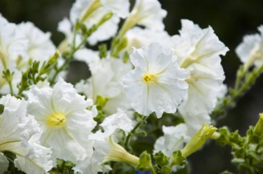 Bahar havası. Bahar güzelliği ve tazeliği. Bahçe işleri ve sera konsepti. Çiçekçi. Çiçek açan beyaz yapraklar. Açık tomurcuklu çiçek. Petunya. parlak beyaz renkli çiçek. Yazın çiçek tarhında.