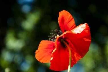 Anma günü. Kırmızı gelincik çiçeği. Uyku, huzur ve ölümün sembolü. Haşhaş tohumları morfin ve kodein içerir. Afyon çiçeği. Savaş anılarının haşhaşı. Uyuşturucu. Bahar ve yaz doğasının güzelliği.