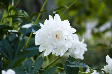 Şakayıkların güzel çiçekleri. Çiçekçide bir sürü güzel ve romantik çiçek var. Beyaz şakayık buketi. Güzel doğal pembe şakayıklar. Konfor ve rahatlık kavramı. Taze şakayık sürüsü. şakayık.