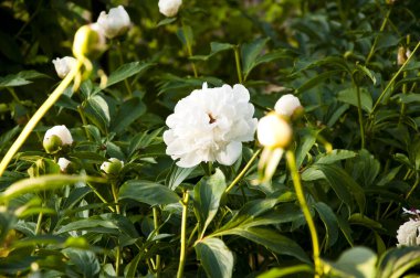 Şakayık çiçeği. Pembe şakayıklar bahçede güzel çiçek açarlar. Beyaz şakayık arkaplanlı bir buket. Her bayram için güzel bir çiçek. Fikirlerinizin ve ürününüzün tasarımı ve dekorasyonu için yaprak ve dal. şakayık.