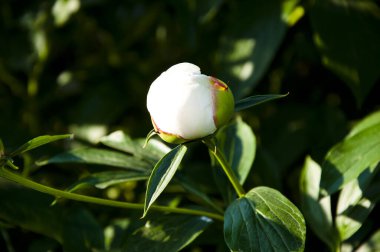 Taze şakayık sürüsü. Şakayık. Şakayıkların güzel çiçekleri. Çiçekçide bir sürü güzel ve romantik çiçek var. Beyaz şakayık buketi. Güzel doğal pembe şakayıklar. konfor ve konfor kavramı.