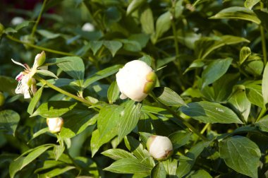 Şakayık. Şakayıkların güzel çiçekleri. Çiçekçide bir sürü güzel ve romantik çiçek var. Beyaz şakayık buketi. Güzel doğal pembe şakayıklar. Konfor ve rahatlık kavramı. Taze şakayık sürüsü.