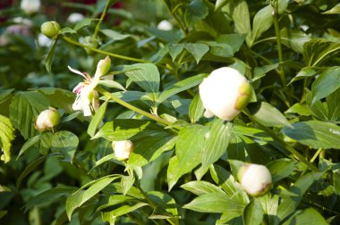 Her bayram için güzel bir çiçek. Fikirlerinizin ve ürününüzün tasarımı ve dekorasyonu için yaprak ve dal. Şakayık. Şakayık çiçeği. Pembe şakayıklar bahçede güzel çiçek açarlar. Beyaz şakayık arkaplan buketi.