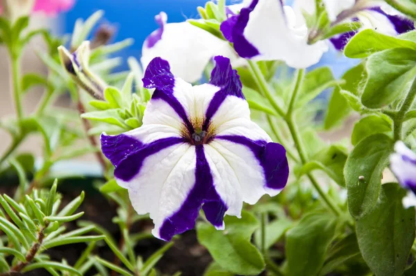 Plantación Cuidado Flor Color Rayado Brillante Parterre Verano Belleza Primavera — Foto de Stock