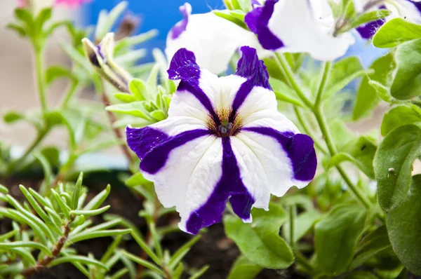 Primeros Planos Flores Petunia Flor Una Olla Concepto Ecología Ambiental — Foto de Stock