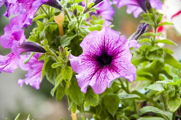 Petunia in the garden. plant grow in greenhouse. flower in a pot. environment ecology concept. Floral background of blooming petunias. eco garden. flowers in the garden. Closeup Petunia flowers.