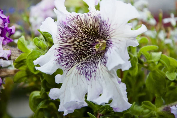 Consejos Crecientes Belleza Frescura Primavera Concepto Jardinería Invernadero Tienda Floral — Foto de Stock