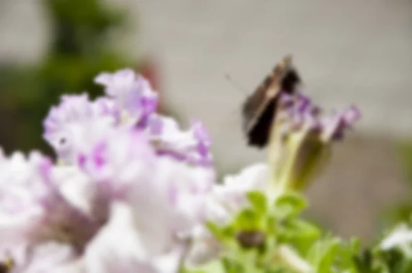 Frühlingsschönheit Garten Und Gewächshauskonzept Blumenladen Blühende Fliederblätter Verschwommener Schmetterling Auf — Stockfoto
