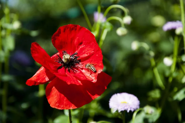 Drug And Love Red Poppy Flower Opium Flower Poppy Of Wartime Remembrance Drugs Beauty Of Spring And Summer Nature Poppy Seeds Contain Morphine And Codeine Symbol Of Sleep Peace And Death Drug And Love Red Poppy Flower Opium Flower Poppy Of Wartime Remembrance Drugs Beauty Of Spring And Summer Nature Poppy Seeds Contain Morphine And Codeine Symbol Of Sleep Peace And Death