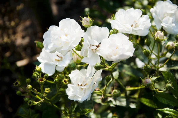 Feuilles Brindilles Pour Conception Décoration Vos Idées Produits Pivoine Fleur — Photo