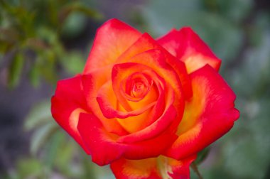 Mercan gülü çiçeği. Bahar ve yaz doğasının güzelliği.