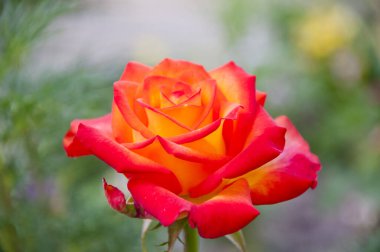 Çiçek buketi tasarımı. turuncu gül çiçeği.