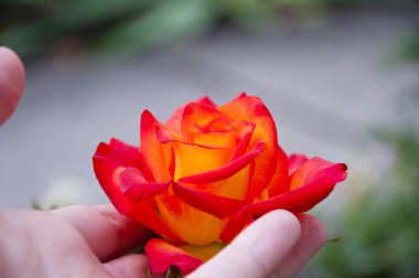 8 Mart. Turuncu gül çiçeği insan elinde..