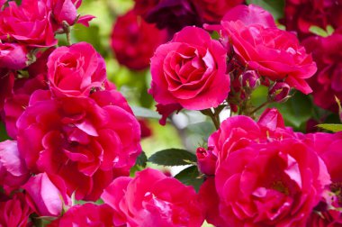 Sevgililer Günü. Tatil için kırmızı pembe güller..