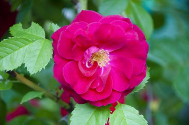 Çiçek dekorasyonu için yeşil saplı ve yapraklı yaprak ve yaprak. pembe gül çiçeği.