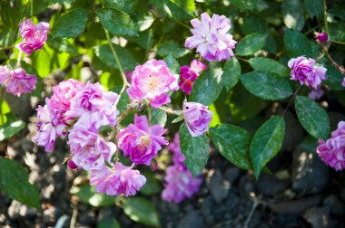 Yumuşak ve yumuşak. Pembe güllerin bahçesinde pembe güller.