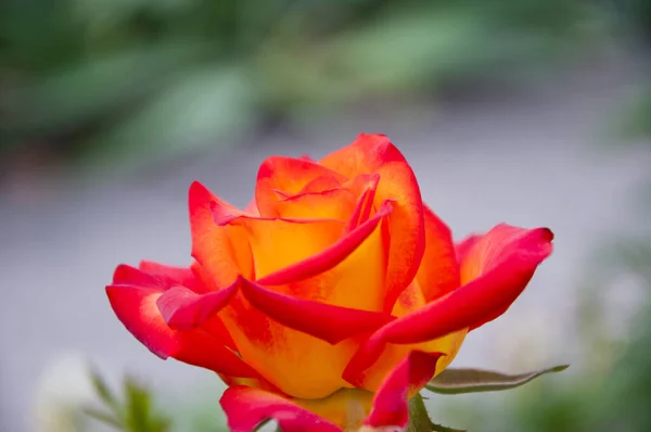 Orange Farbe Rose Blume Blumenstrauß Design — Stockfoto