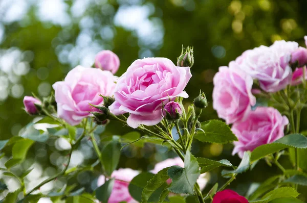 Garten Rose Von Rosa Blüte — Stockfoto
