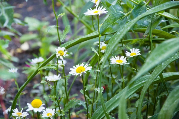 Chamomile Garden White Flowers Chamomile Daisy Chamomile Flower Beautiful Delicate — Stock Photo, Image