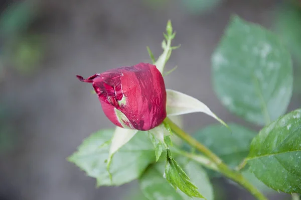 Capullo Rosa Casi Seco Cambiar Apariencia Flor — Foto de Stock