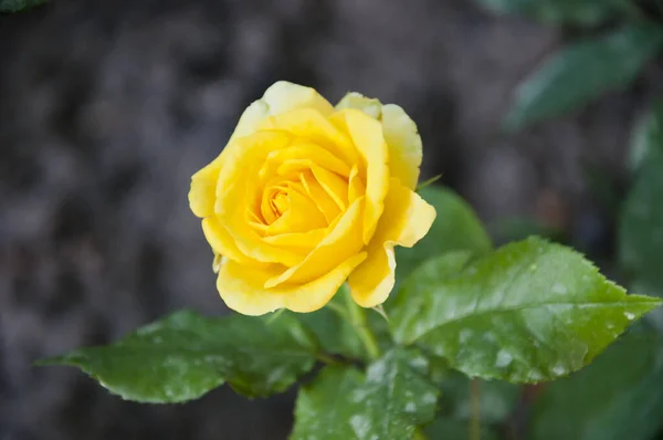 Muttertagsgeschenk Gelbe Rosenblüte — Stockfoto