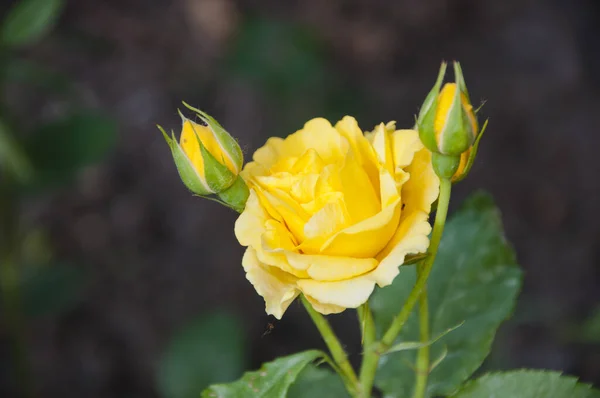 Gelbe Rosenblüte Muttertagsgeschenk — Stockfoto