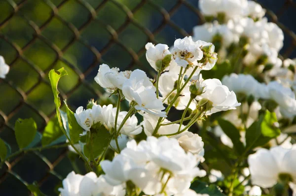 White Rose Flowers Arrangement Цветущий Летний Сад — стоковое фото