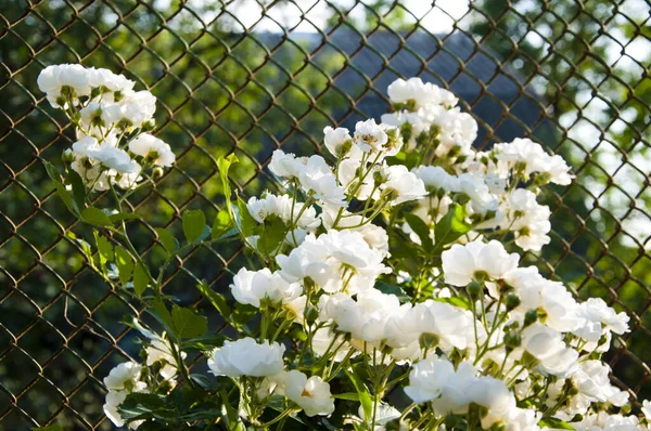 White Rose Blossom Iron Fence — Stock Photo, Image