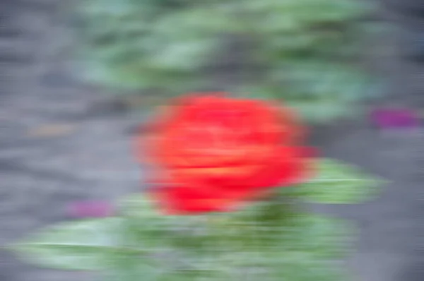 blurred background of flower. defocused flower backdrop.