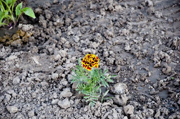 Όμορφο Λουλούδι Marigold Πορτοκαλί Κίτρινο Λουλούδι Chernobrivtsi Φυσικό Υπόβαθρο Λουλούδια — Φωτογραφία Αρχείου