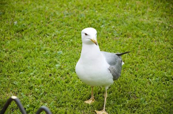 Sea Gull Bird sitting on the Grass. white bird seagull. gull walk in italy park. beautiful and funny seagull on green grass.