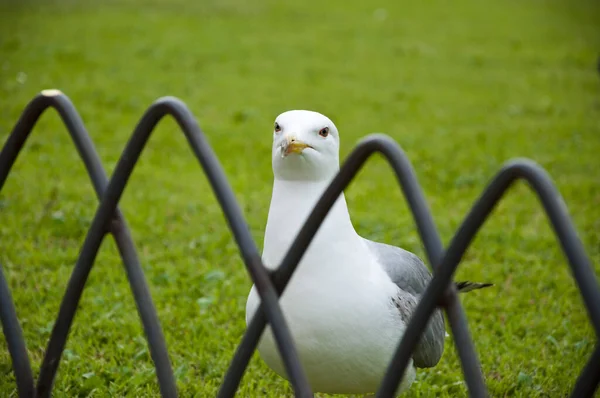 Samotny Ptak Mewy Stojący Trawie Mewa Białego Ptaka Spacer Mewą — Zdjęcie stockowe
