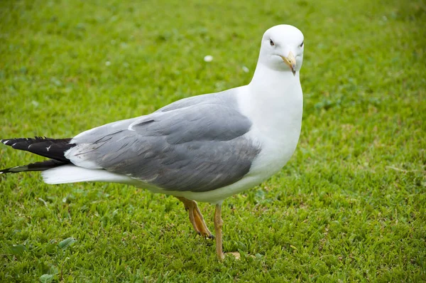 Concept Zoo Mouette Marche Dans Parc Italien Belle Drôle Mouette — Photo