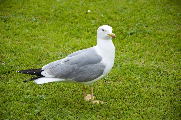 Seagull Retrato Contra Grama Verde Gull Caminhada Parque Italy Bela — Fotografia de Stock