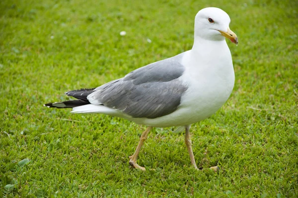 Mouette Blanche Marche Sur Herbe Verte Mouette Oiseau — Photo