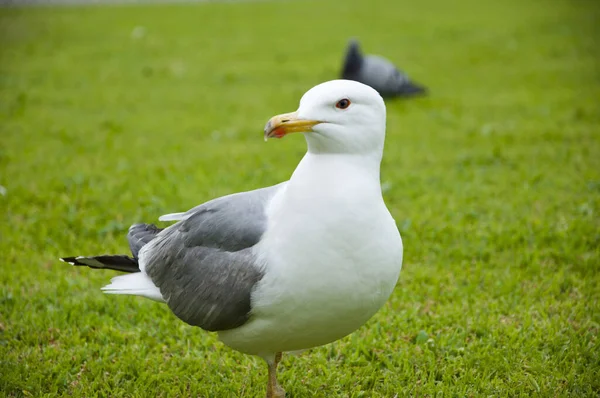 Mouette Marche Dans Parc Italien Belle Drôle Mouette Sur Herbe — Photo