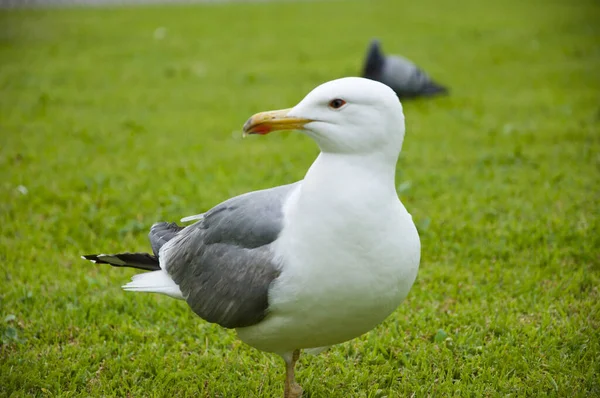 Belle Drôle Mouette Sur Herbe Verte Mouettes Sur Herbe Verte — Photo